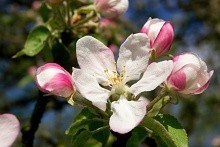 Kvetoucí jabloň