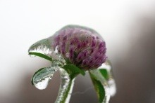 Namrzlý květ jetele