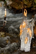 Namrzlé listí u potoka