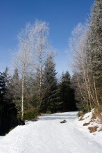 Namrzlé stromy