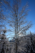 Namrzlý strom