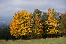 Zbarvené stromy