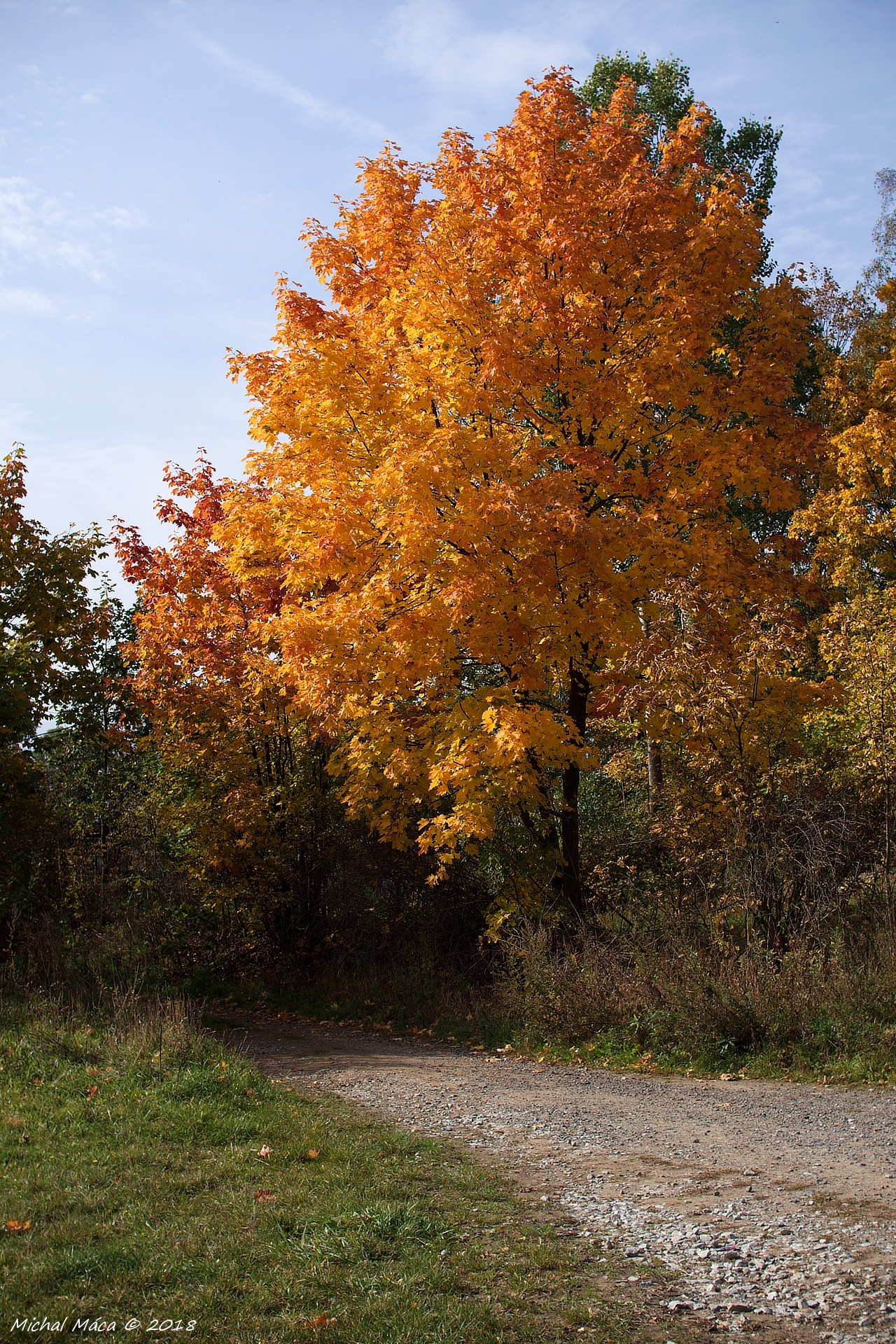 Podzimní strom u cesty