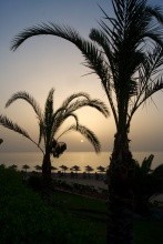 Palmy při východu slunce