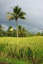 Rýžová pole