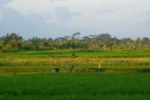 Rýžová pole při západu slunce
