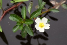 Bílý květ v jezeře