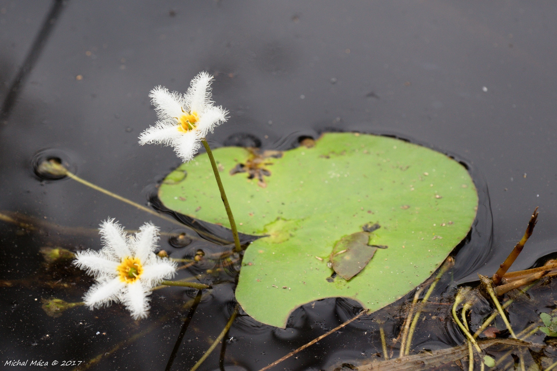 Bílé květy v jezeře