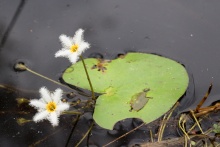 Bílé květy v jezeře