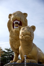 Zlatá socha lvů