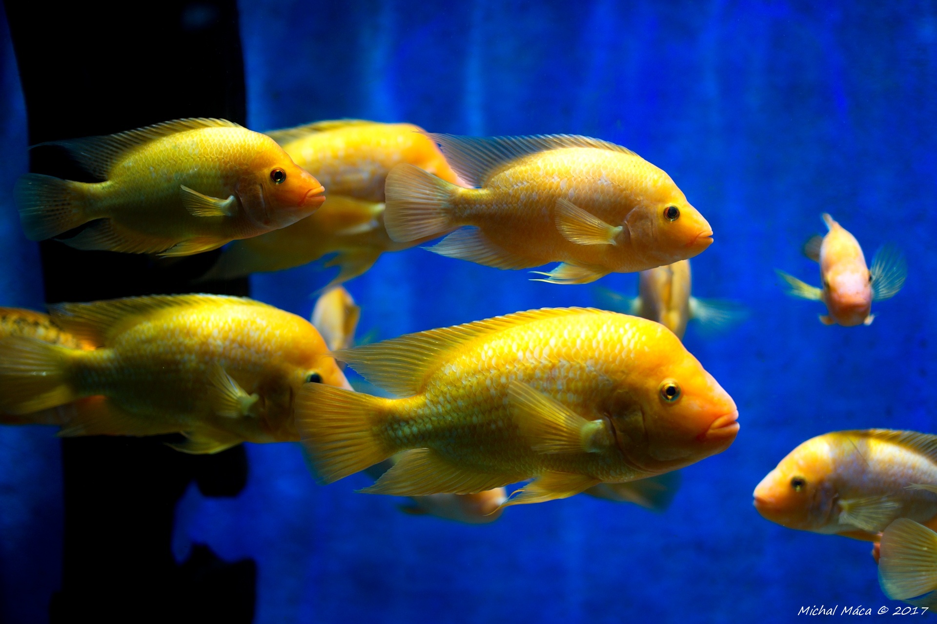 Žluté ryby v akváriu