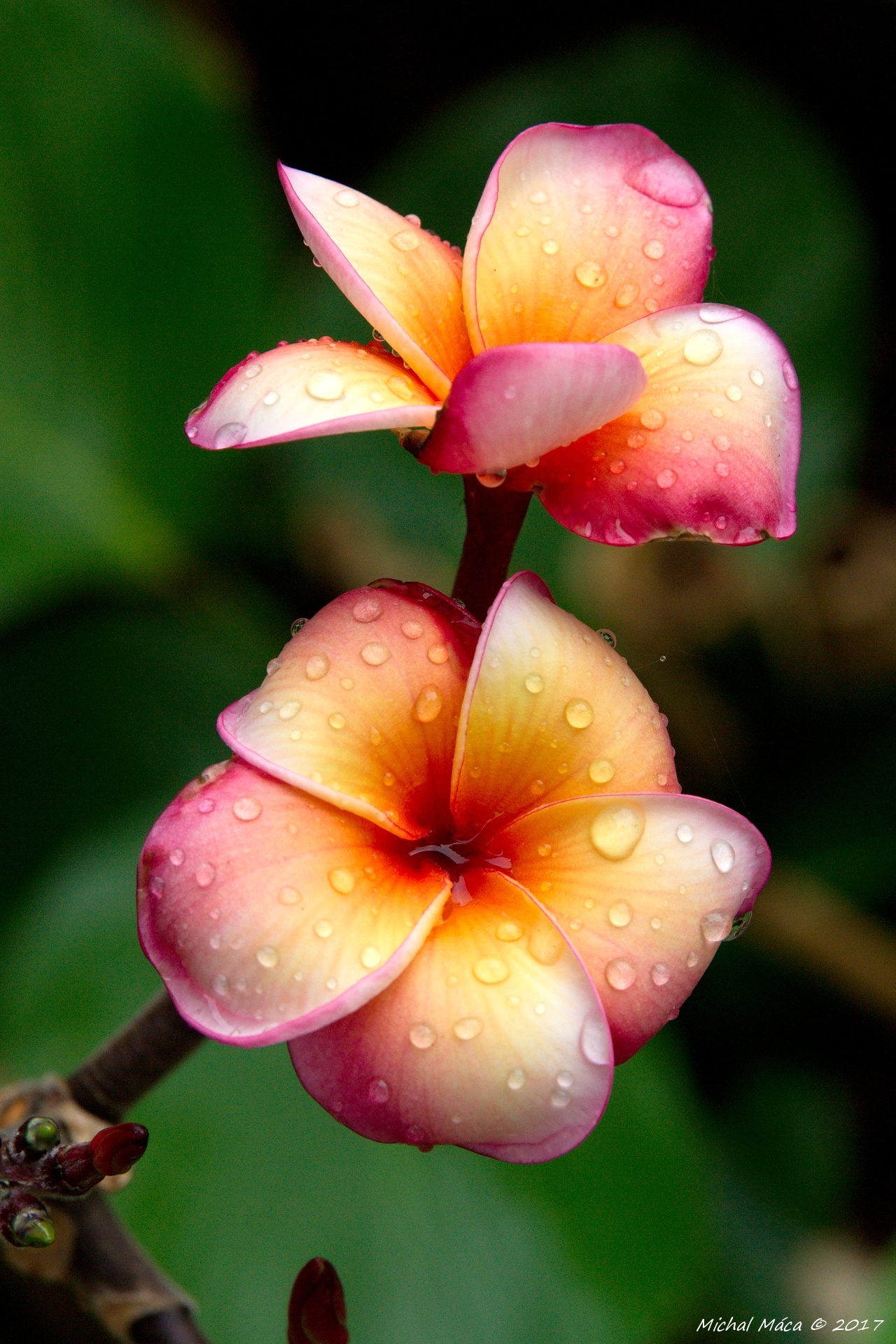 Květina po dešti
