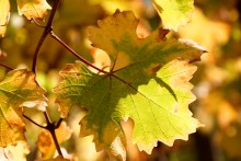 Podzimní list vinné révy