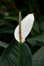 Bílý květ