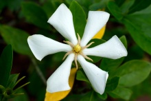 Bílý květ