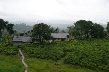 Dům v čajové plantáži