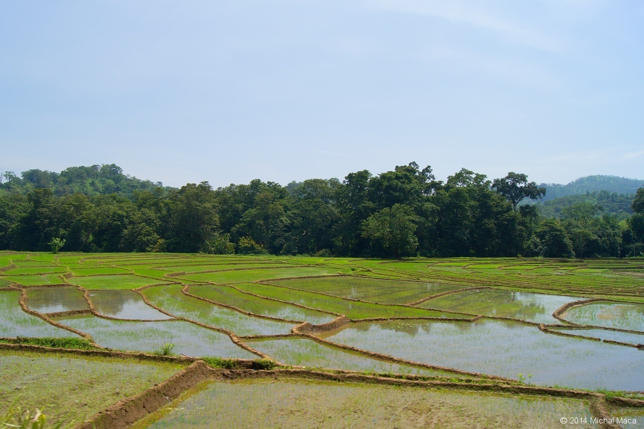 Rýžová pole
