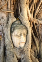 Hlava Buddhy v banyanovem stromě