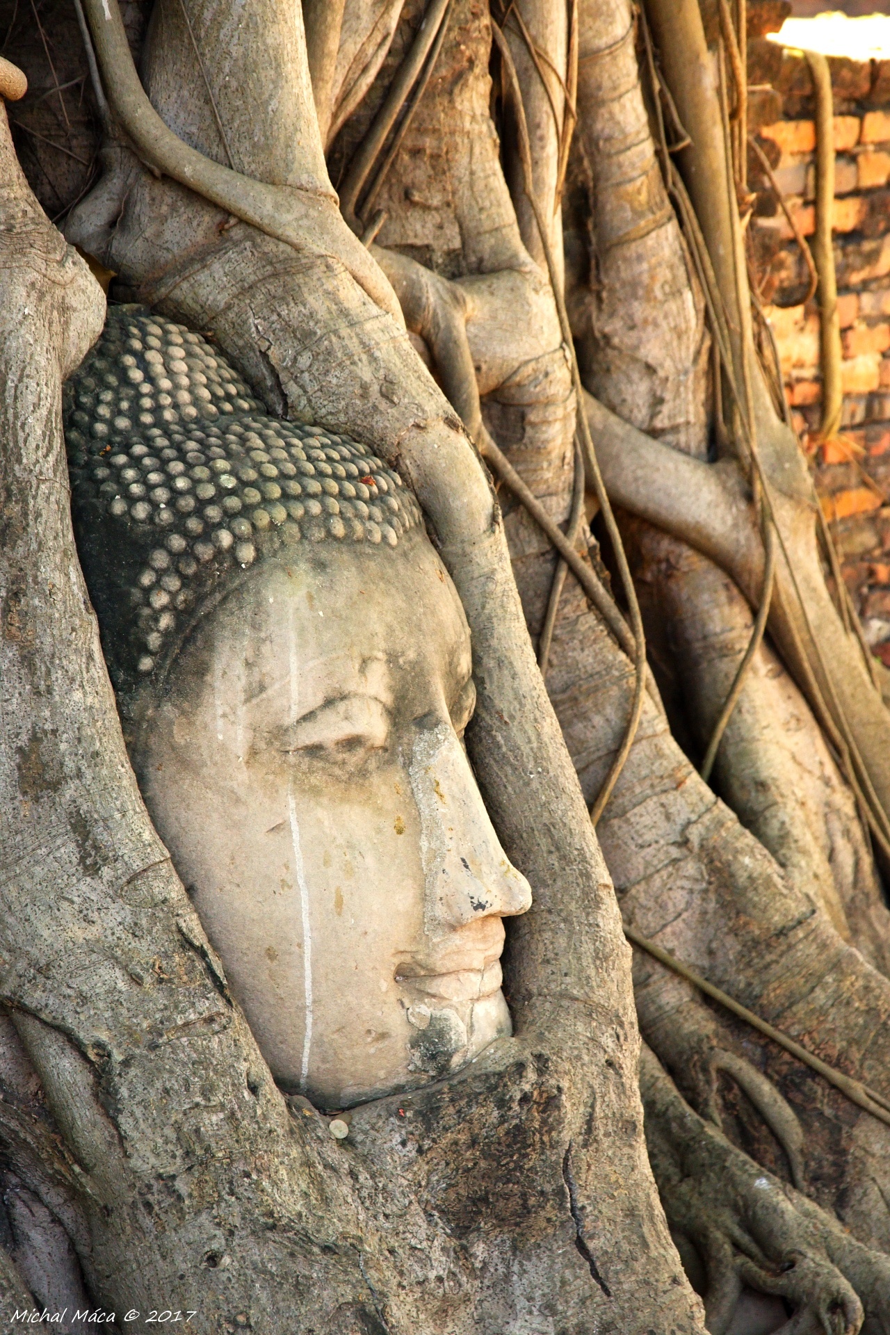 Hlava Buddhy v banyanovem stromě