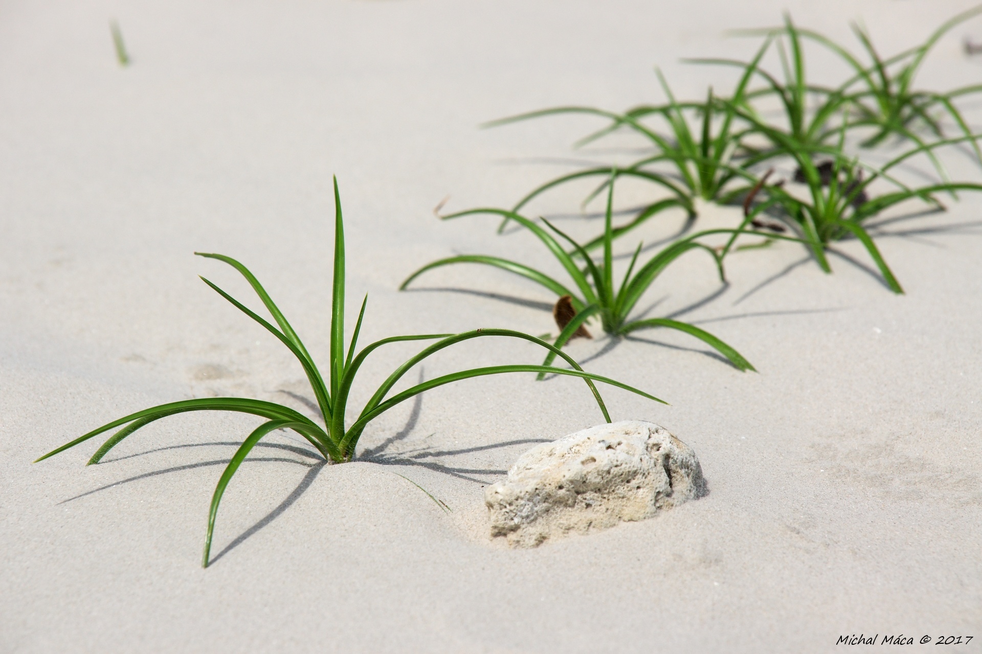 Rostliny na pláži