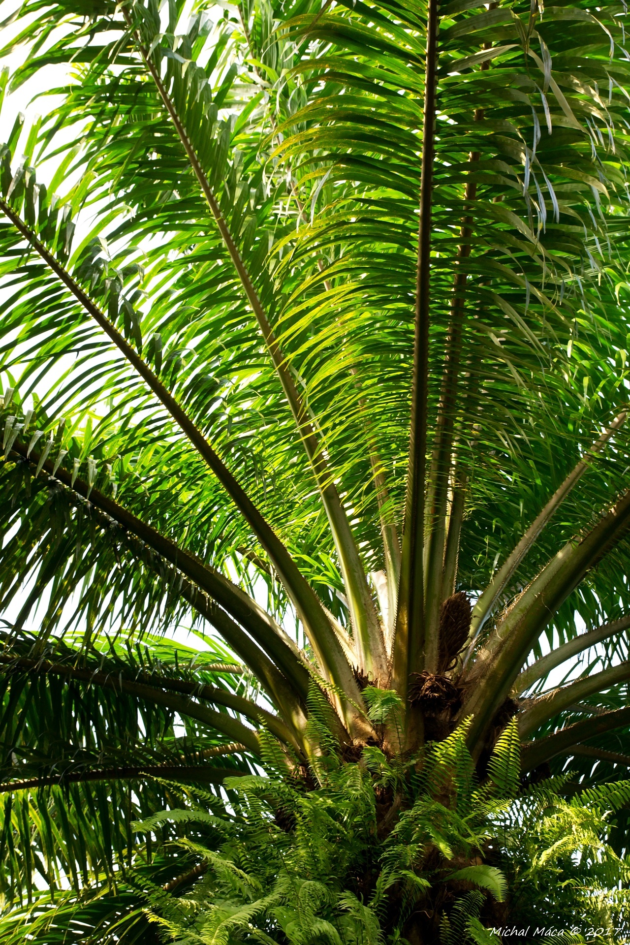 Olejová palma