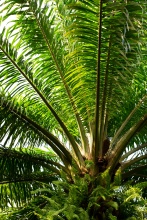 Olejová palma