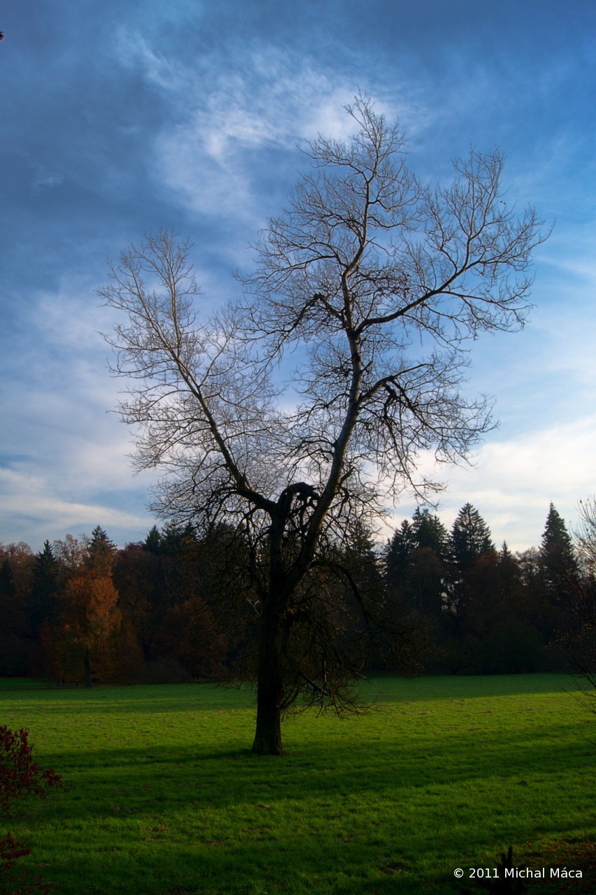 Opadaný strom